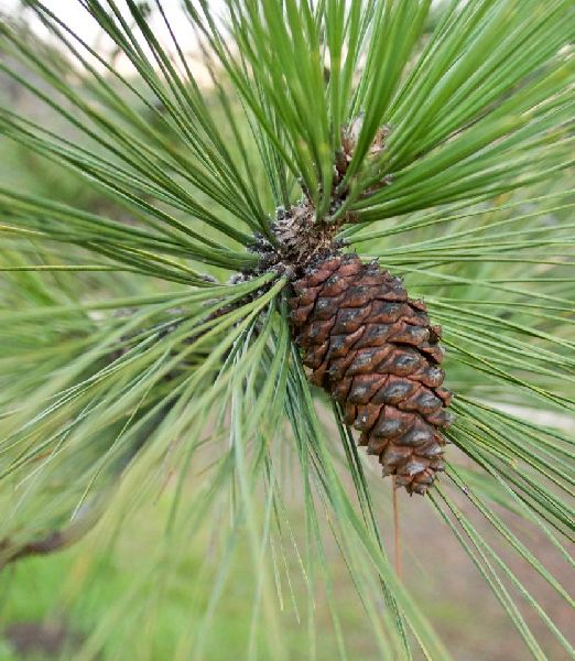 Pinus ponderosa